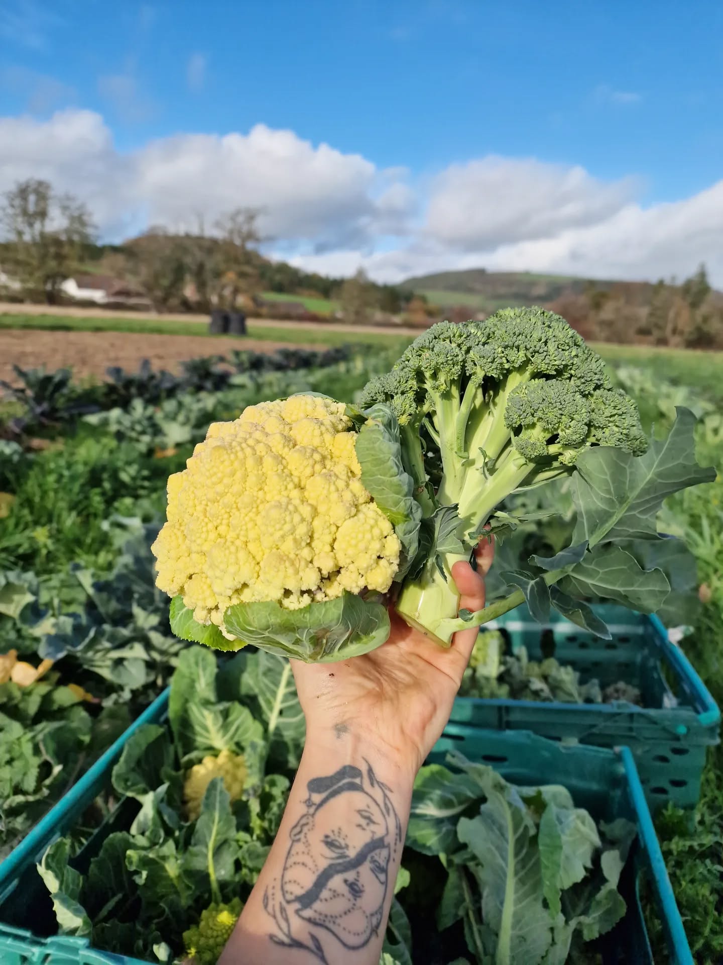 Wern Farm brassicas