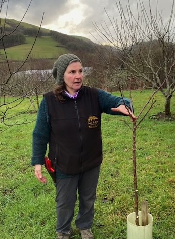 Emma Maxwell in the Ash and Elm Orchard with a young tree
