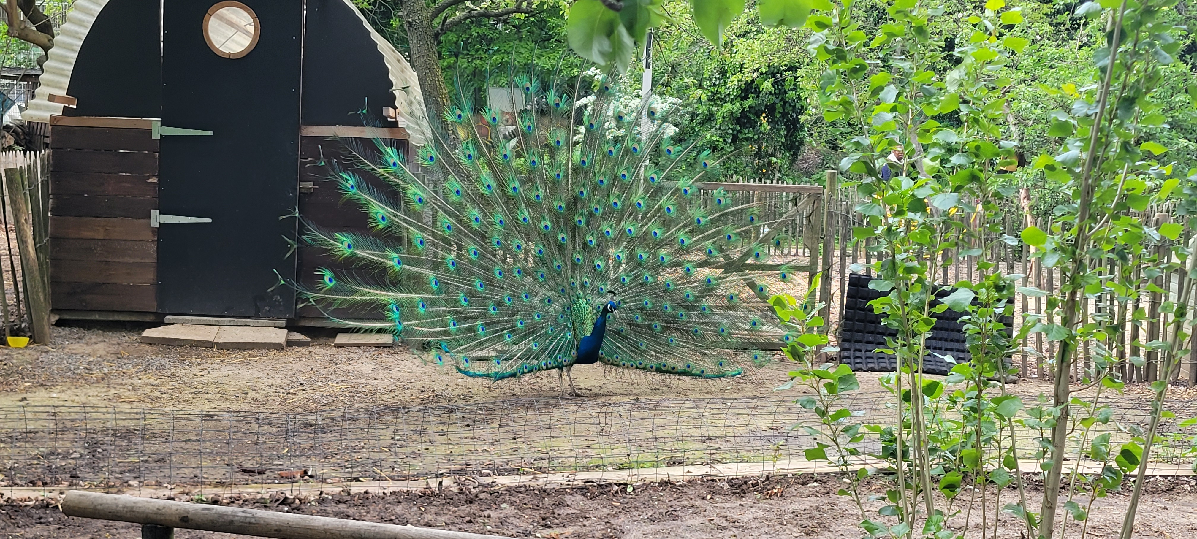 A peacock at a city farm