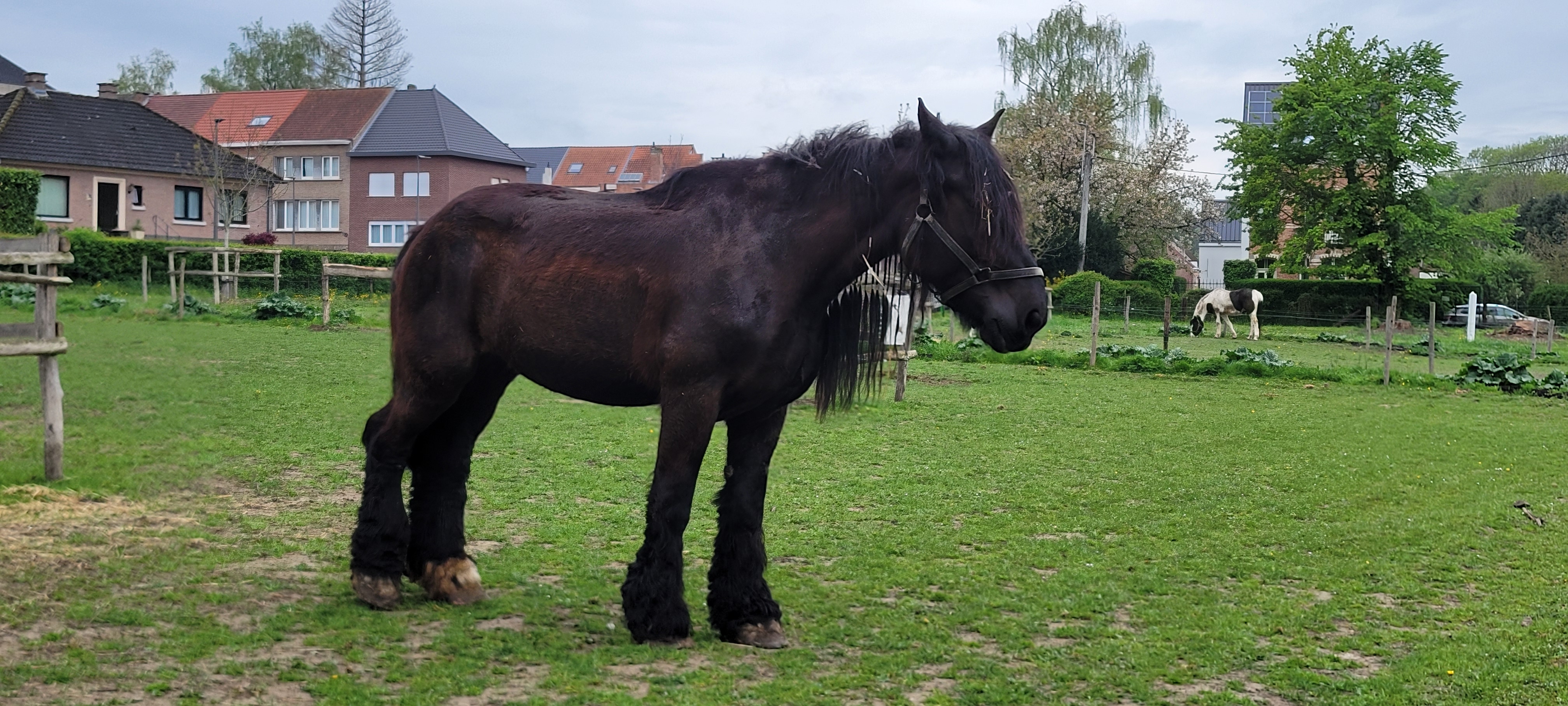 A Shirehorse in a city farm field