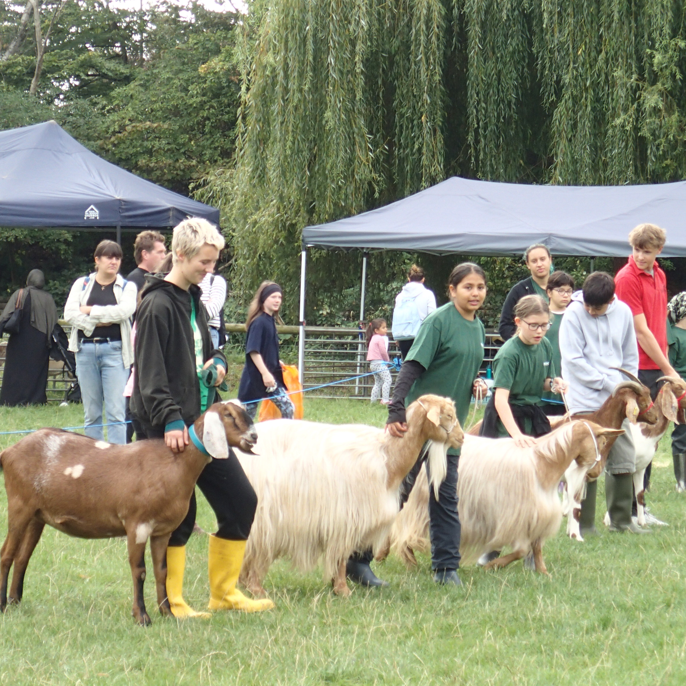 a row of young people looking after goats being judged at the harvest festival