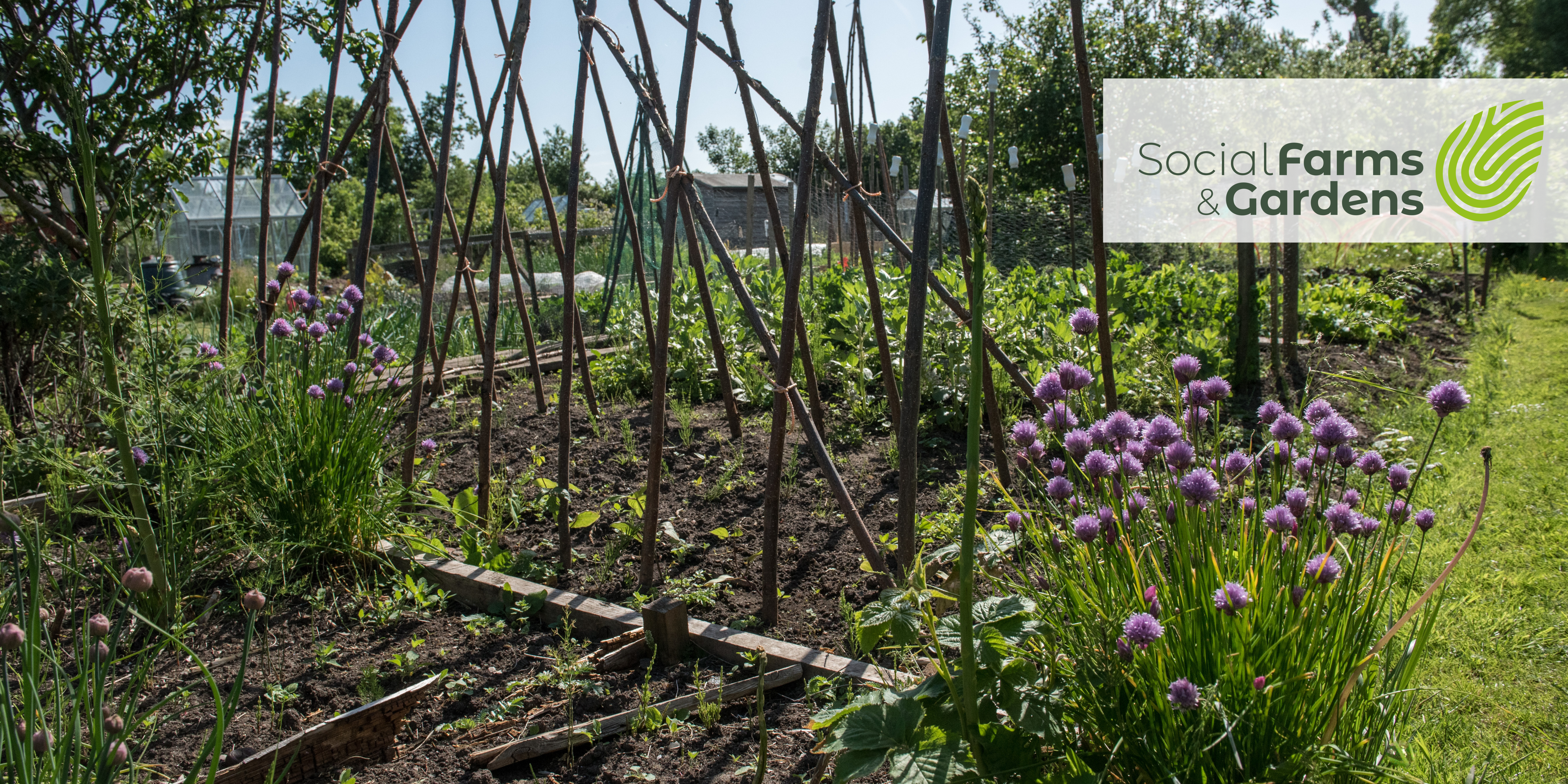 A vegetable garden in the sun