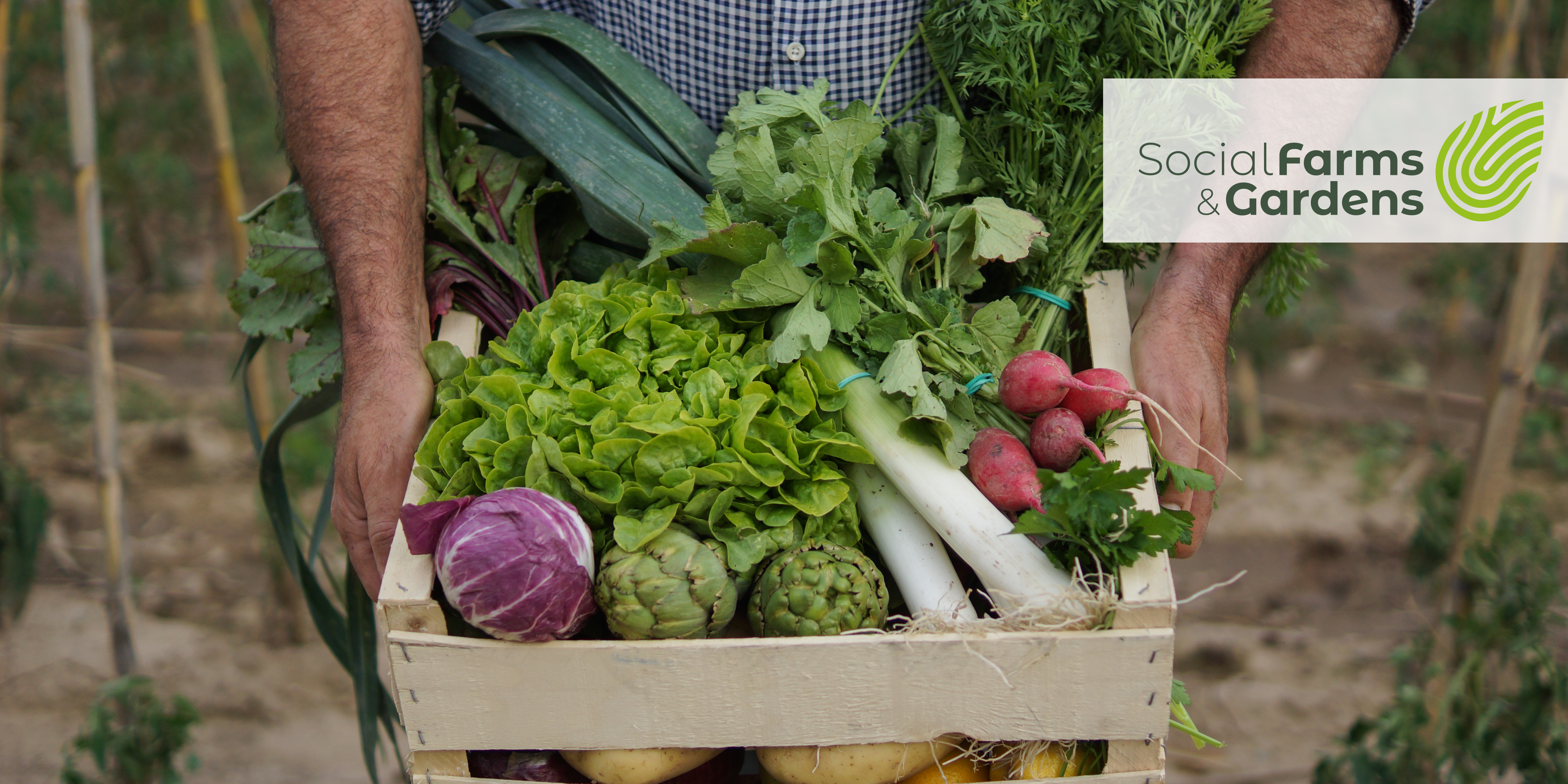 Person holding crate of vegetables
