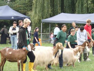 a row of young people looking after goats being judged at the harvest festival