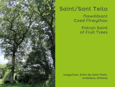 An image of the Abre de Saint-Thelo in the Municipality of Landeleau, Brittany.  Text reads - Saint/Sant Teilo, Nawddsant Coed Ffrwythau Patron Saint of fruit trees