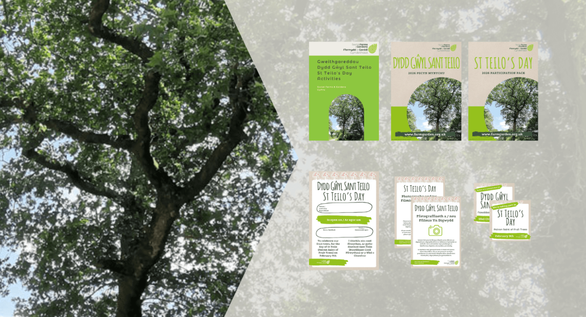 Images: of Arbre de Saint-Thelo, Landeleau, Brittany and of resources available to download to help community orchard groups celebrate St Teilo's Day