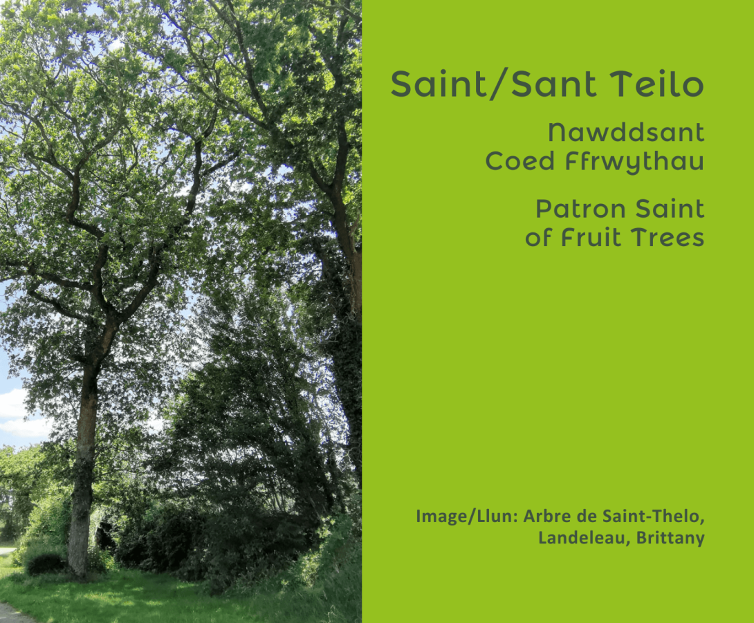 An image of the Abre de Saint-Thelo in the Municipality of Landeleau, Brittany.  Text reads - Saint/Sant Teilo, Nawddsant Coed Ffrwythau Patron Saint of fruit trees