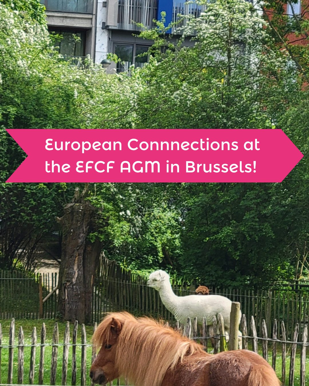 A shetland pony and an alpaca in front of towerblocks