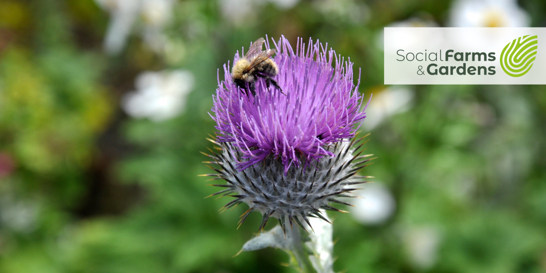 Bee on a thistle