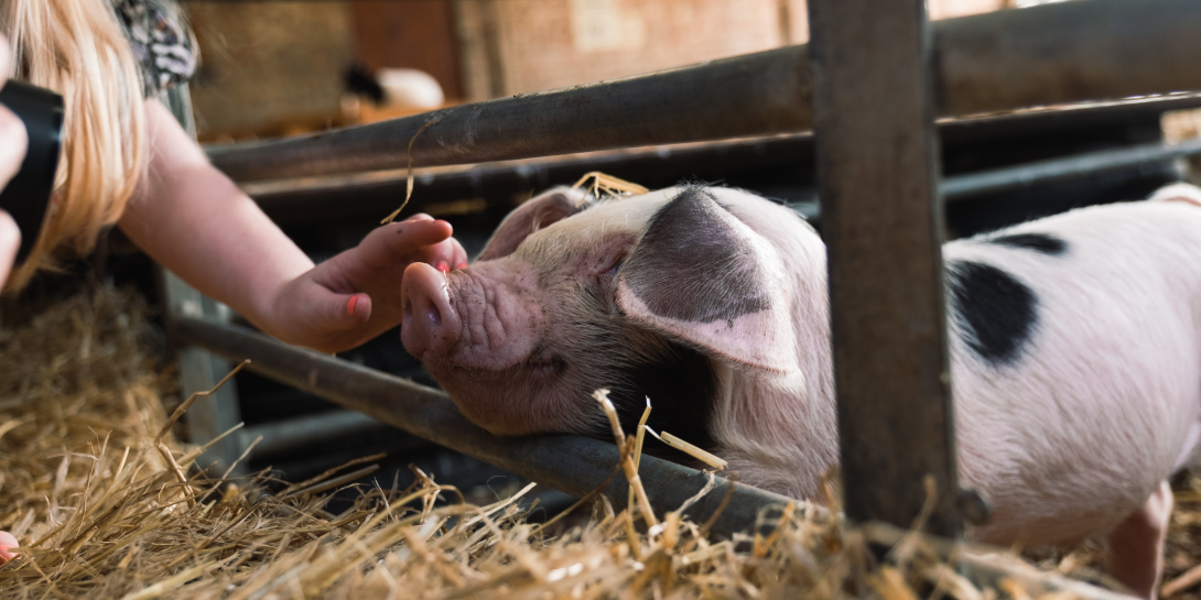 Child with a pig on a farm