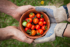 Bowl of tomatoes being passed from one person's hands to another. 