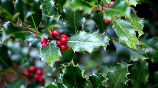 Holly leaves and berries