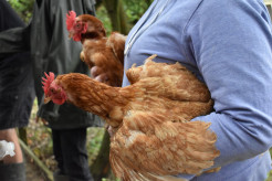A person holding chickens on a care farm