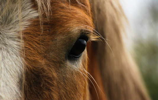 Close up of horse with gentle eye