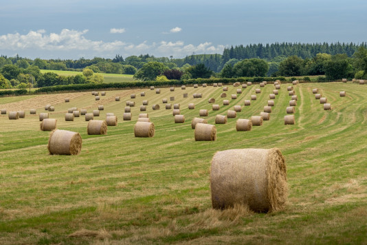 Round bales in a field