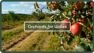orchards_for_wales.png