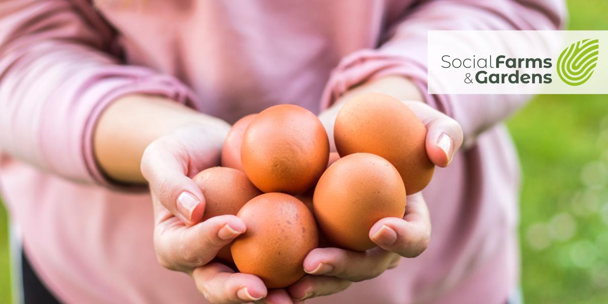 Image shows a person's hands holding a clutch of hens eggs. There is a Social Farms & Gardens logo in the top right hand corner of the image. 